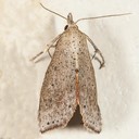 8524 (Gabara pulverosalis)