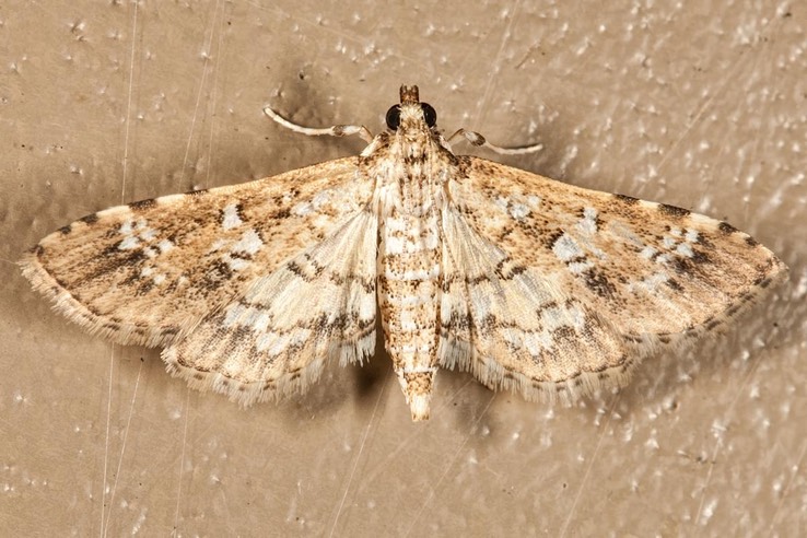 5151 Salvinia Stem-borer Moth  (Samea multiplicalis)
