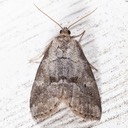 9037 Dotted Graylet Moth Hyperstrotia pervertens 