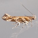 1738 - Aristotelia fungivorella