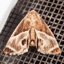 4669 Shagreened Slug Moth - Apoda biguttata