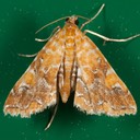 4750 Nebulous Munroessa Moth (Elophila nebulosalis)