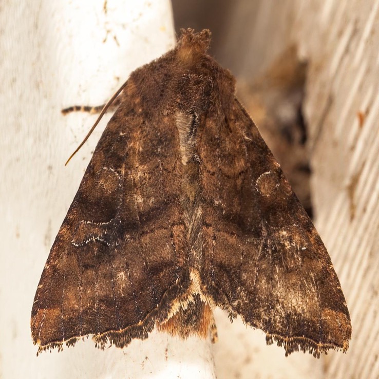 9454 Veiled Ear Moth Loscopia velata 