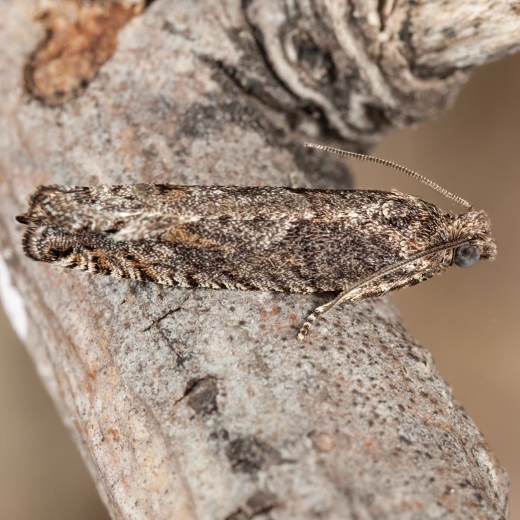 3247 Pale Apple Leafroller (Pseudexentera mali)