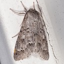 9203 Fingered Dagger - Acronicta dactylina