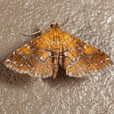 4750 Nebulous Munroessa Moth (Elophila nebulosalis)