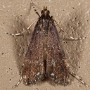4758 Black Langessa Moth (Langessa nomophilalis)