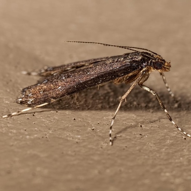 4758 Black Langessa Moth (Langessa nomophilalis)