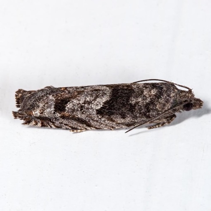 3254.1 (Pseudexentera vaccinii)