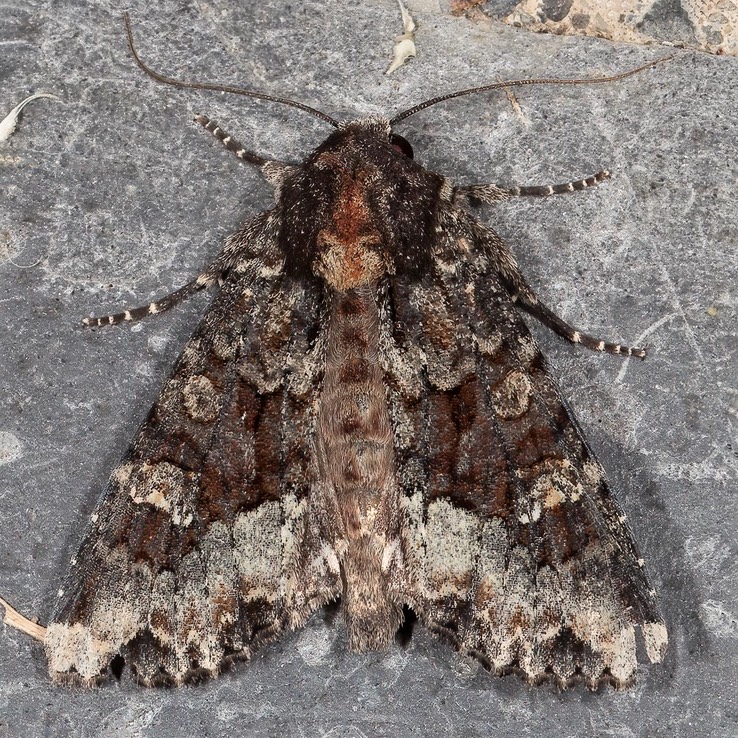 9348 Yellow-headed Cutworm (Apamea amputatrix)