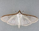 5218 Four-spotted Palpita Moth (Palpita quadristigmalis)