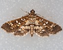 5150 Assembly Moth (Samea ecclesialis)