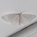 6270 Virgin Moth (Protitame virginalis)