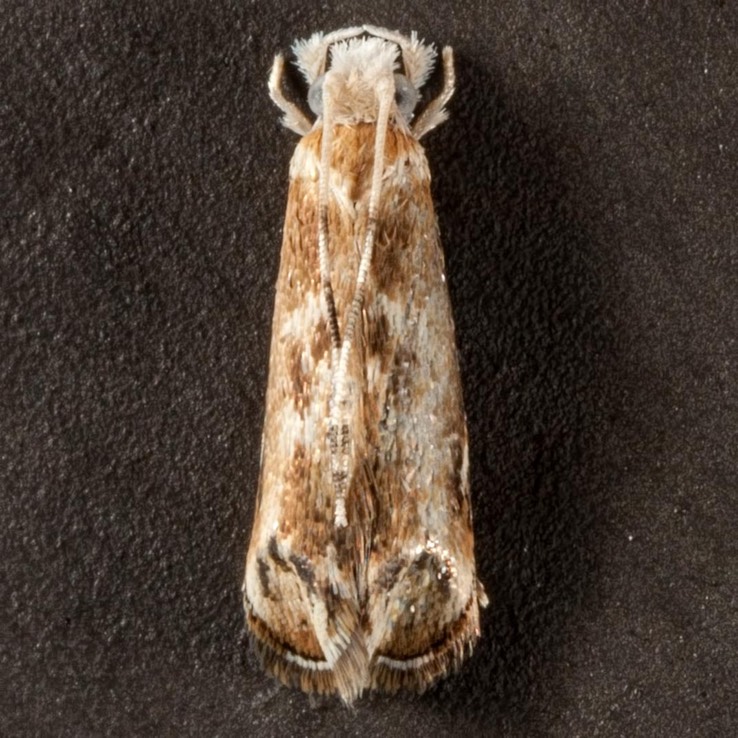 0307.1 Hawaiian Dancing Moth  (Dryadaula terpsichorella)