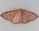 7173 Pannaria Wave Moth (Leptostales pannaria)