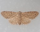 8433  Stippled Sigela Moth (Sigela penumbrata)