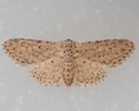 8433  Stippled Sigela Moth (Sigela penumbrata)