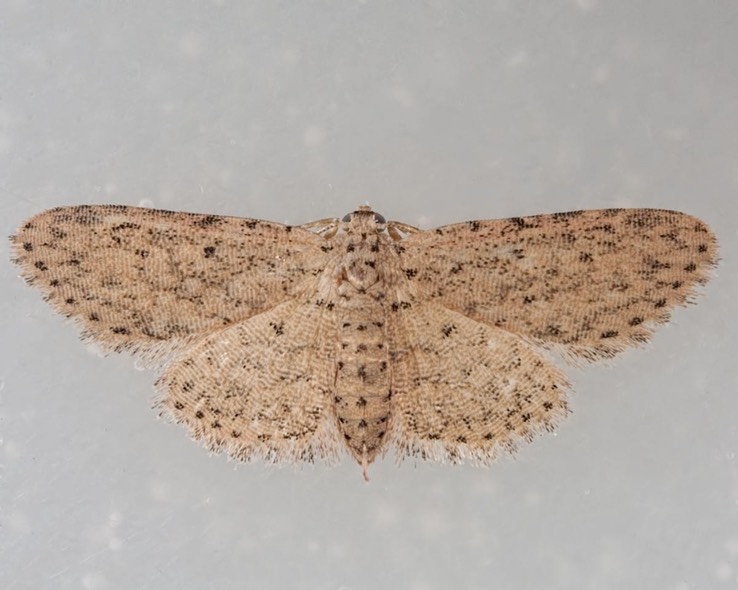 8433  Stippled Sigela Moth (Sigela penumbrata)