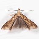 1685 Burdock Seedhead Moth (Metzneria lappela) 