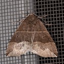 8727 Maple Looper Moth Parallelia bistriaris