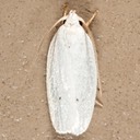 1024 Vestal Moth (Antaeotricha vestalis)
