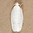 1024 Vestal Moth (Antaeotricha vestalis)