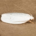 1024 Vestal Moth (Antaeotricha vestalis)