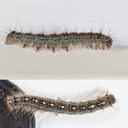 7698 Forest Tent Caterpillar - Malacosoma disstria