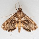 4769 Dimorphic Leafcutter Moth (Neargyractis slossonalis)