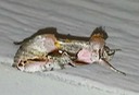 8905 Pink-patched Looper (Eosphoropteryx thyalyroides)