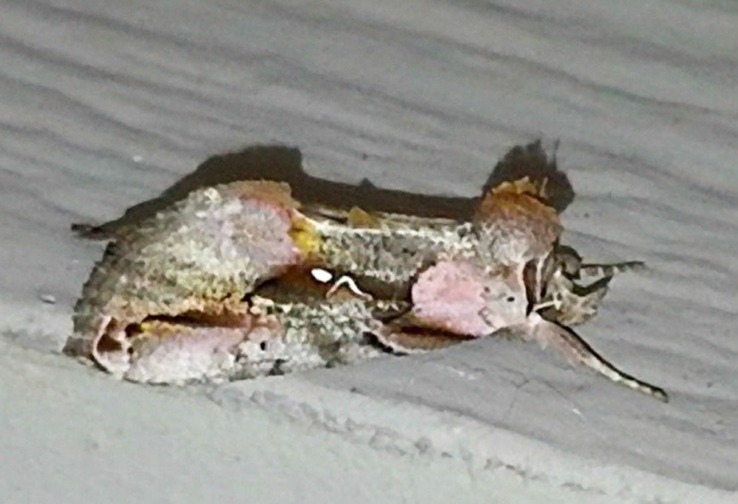 8905 Pink-patched Looper (Eosphoropteryx thyalyroides)